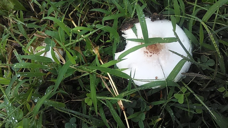 f:id:stantsiya_iriya:20190924152317j:plain f:id:stantsiya_iriya:20190924152317j:plain