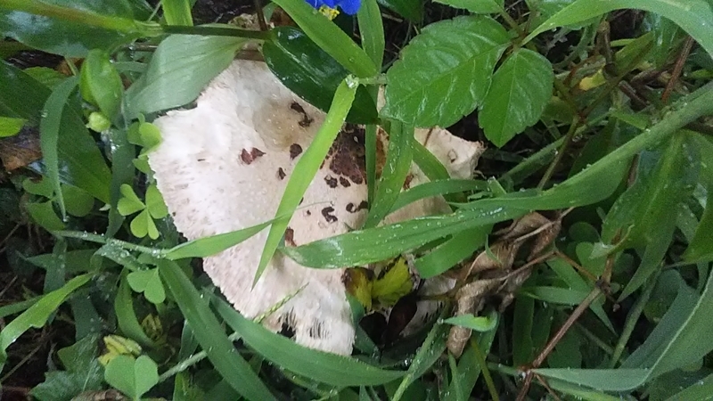 f:id:stantsiya_iriya:20190924152324j:plain f:id:stantsiya_iriya:20190924152324j:plain