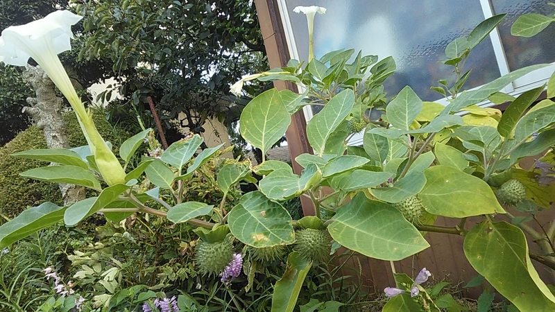 f:id:stantsiya_iriya:20190927194124j:plain f:id:stantsiya_iriya:20190927194124j:plain