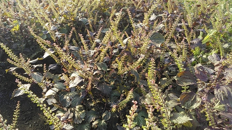 f:id:stantsiya_iriya:20190930205849j:plain