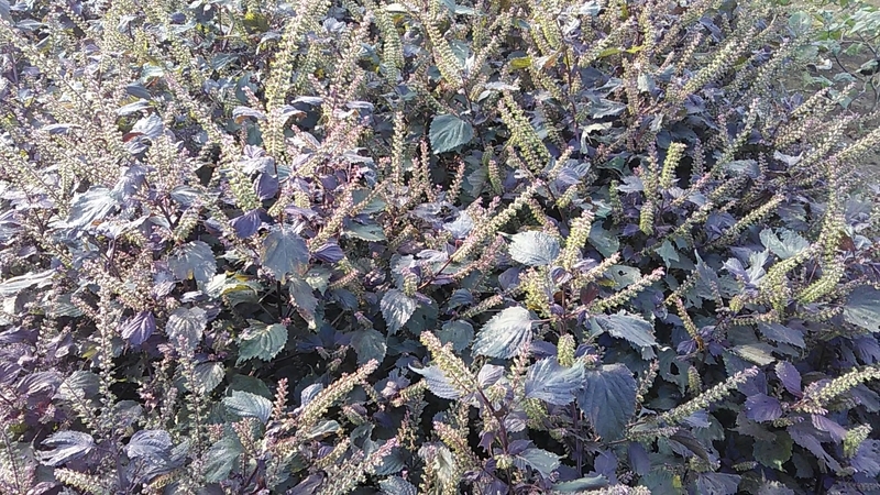 f:id:stantsiya_iriya:20190930205905j:plain