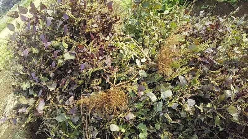 f:id:stantsiya_iriya:20190930205939j:plain