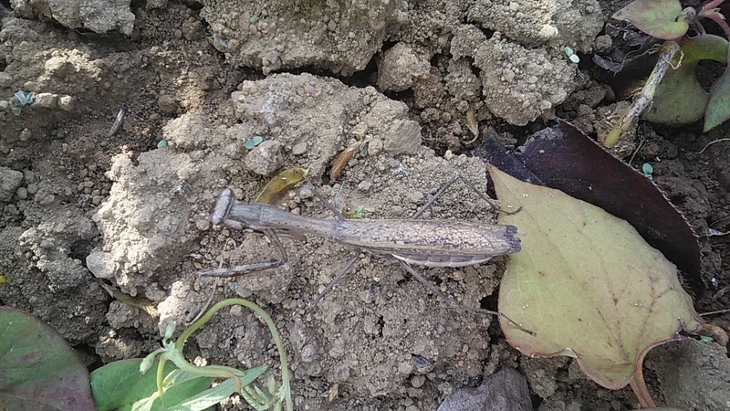 f:id:stantsiya_iriya:20190930205950j:plain