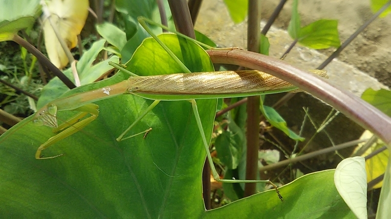 f:id:stantsiya_iriya:20190930210003j:plain