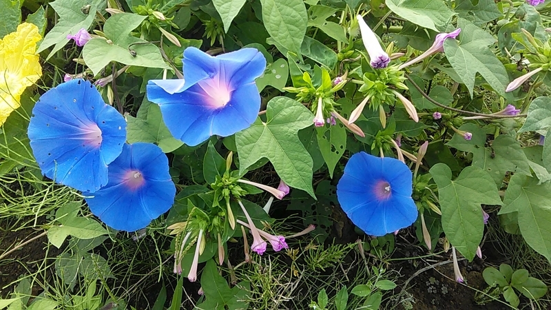 f:id:stantsiya_iriya:20190930210042j:plain