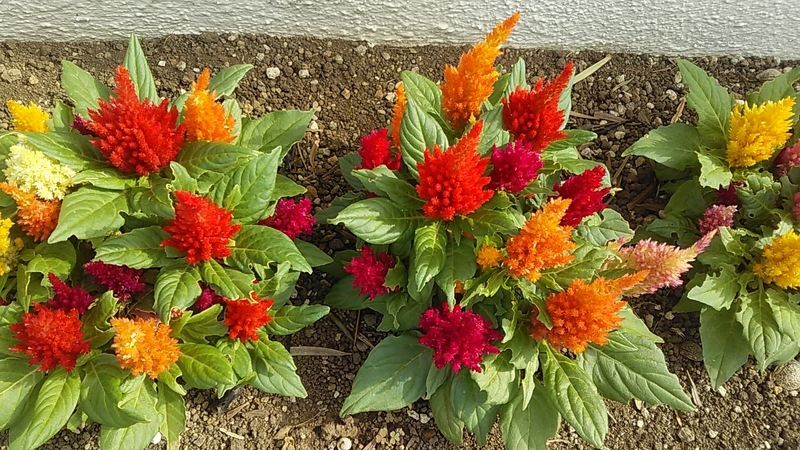 f:id:stantsiya_iriya:20190930210133j:plain