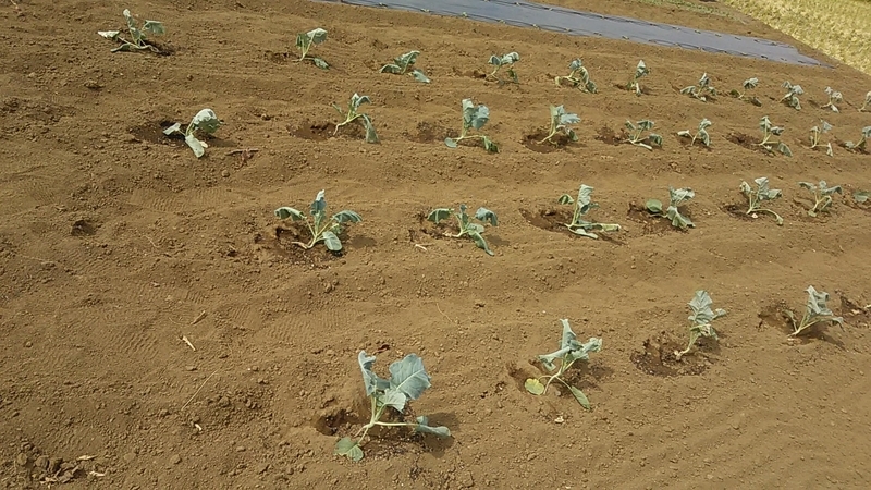 f:id:stantsiya_iriya:20191003180449j:plain