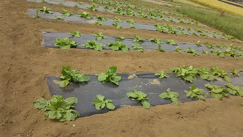 f:id:stantsiya_iriya:20191003180454j:plain