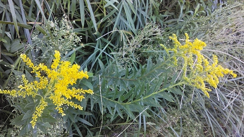 f:id:stantsiya_iriya:20191014125909j:plain