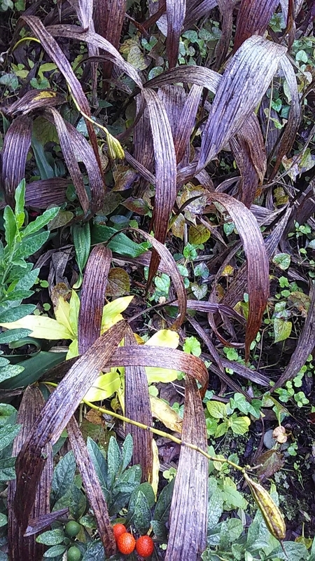 f:id:stantsiya_iriya:20191101191649j:plain