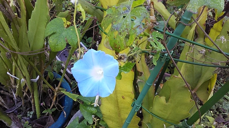 f:id:stantsiya_iriya:20191101191654j:plain