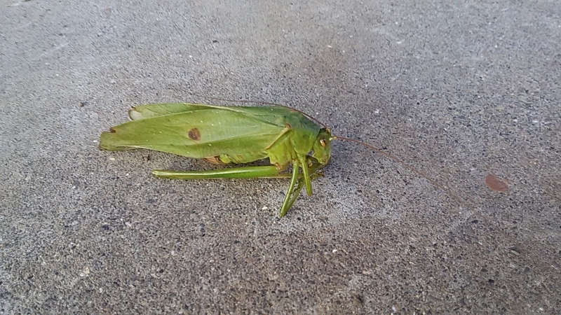 f:id:stantsiya_iriya:20191105192048j:plain