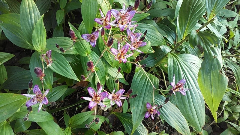 f:id:stantsiya_iriya:20191105192055j:plain