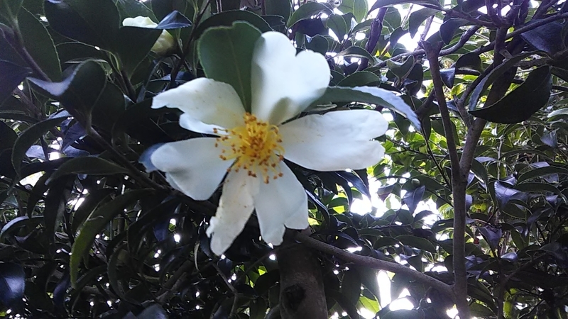 f:id:stantsiya_iriya:20191105192108j:plain