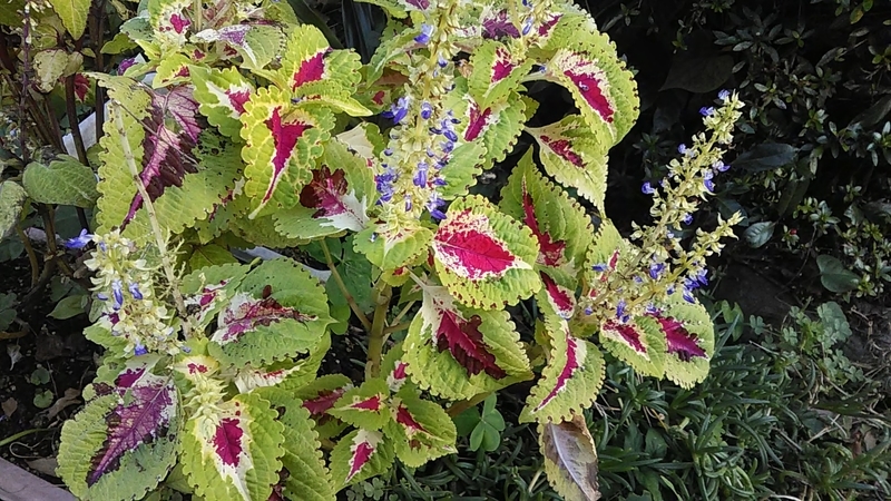 f:id:stantsiya_iriya:20191105192123j:plain