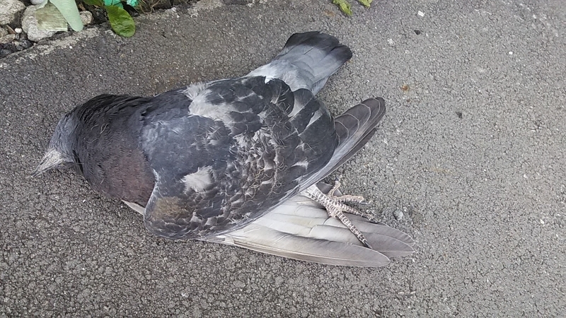 f:id:stantsiya_iriya:20191110110445j:plain