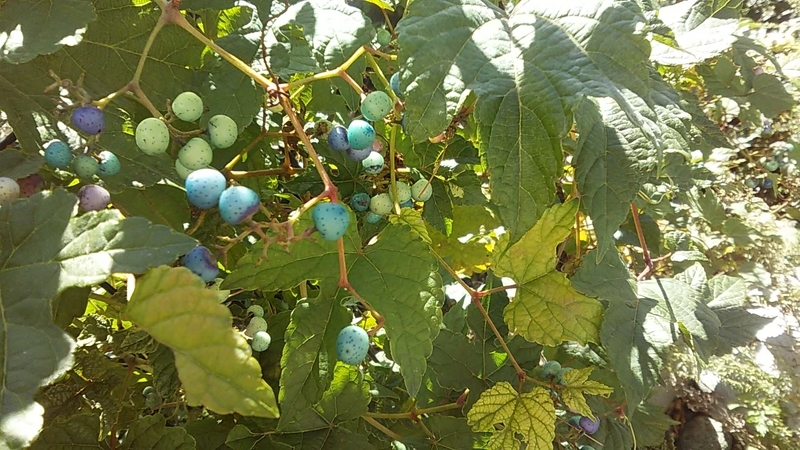 f:id:stantsiya_iriya:20191112153107j:plain f:id:stantsiya_iriya:20191112153107j:plain