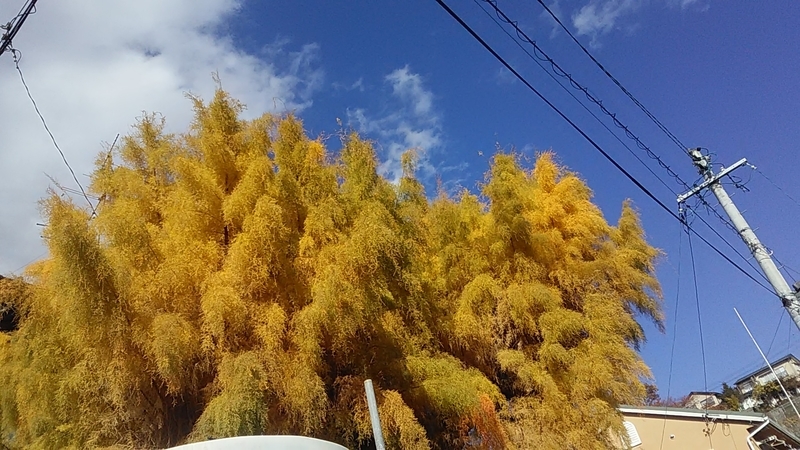 f:id:stantsiya_iriya:20191119062713j:plain f:id:stantsiya_iriya:20191119062713j:plain