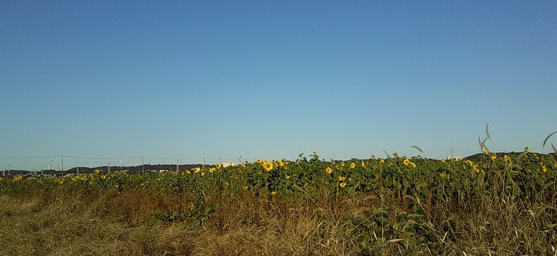 f:id:stantsiya_iriya:20191130163621j:plain