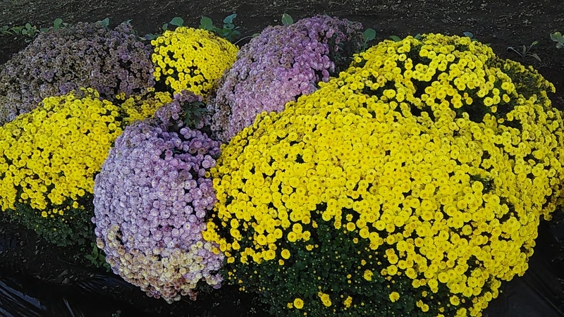 f:id:stantsiya_iriya:20191130163642j:plain