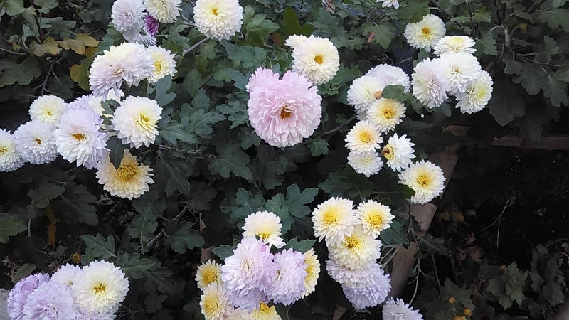 f:id:stantsiya_iriya:20191212041059j:plain f:id:stantsiya_iriya:20191212041059j:plain