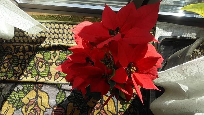 f:id:stantsiya_iriya:20191215191700j:plain f:id:stantsiya_iriya:20191215191700j:plain