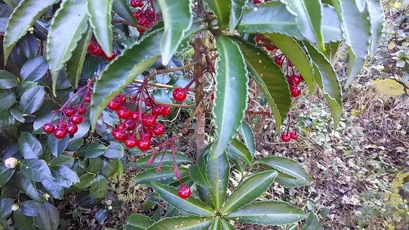 f:id:stantsiya_iriya:20191229180507j:plain f:id:stantsiya_iriya:20191229180507j:plain