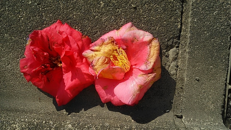 f:id:stantsiya_iriya:20200222114055j:plain f:id:stantsiya_iriya:20200222114055j:plain