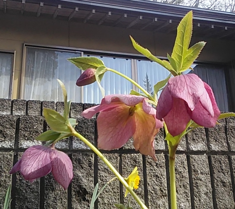 f:id:stantsiya_iriya:20200315141358j:plain f:id:stantsiya_iriya:20200315141358j:plain