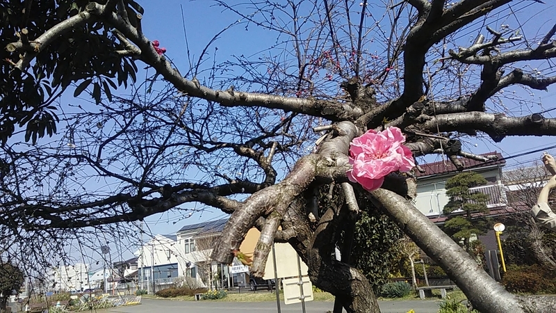 f:id:stantsiya_iriya:20200319202348j:plain