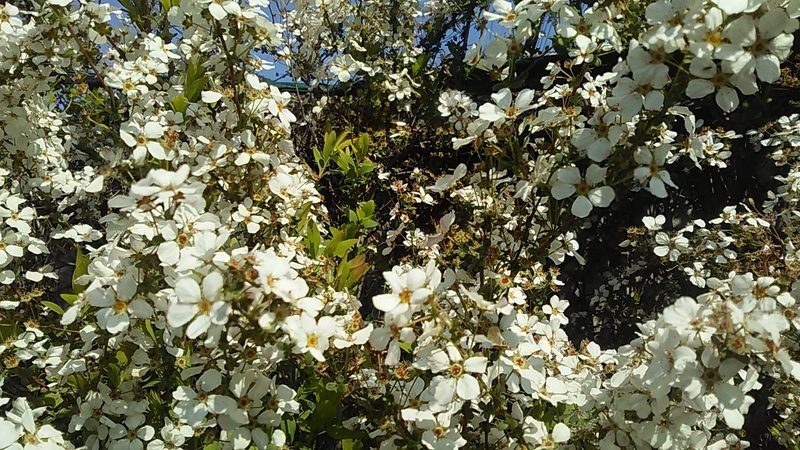 f:id:stantsiya_iriya:20200319202413j:plain