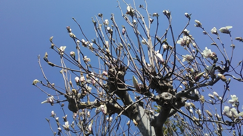 f:id:stantsiya_iriya:20200319202420j:plain