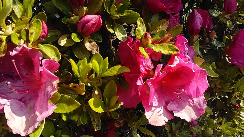 f:id:stantsiya_iriya:20200319202427j:plain