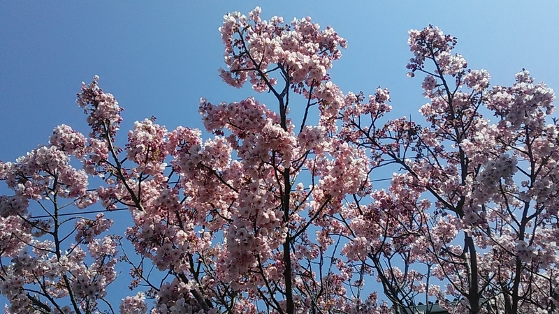 f:id:stantsiya_iriya:20200319202447j:plain