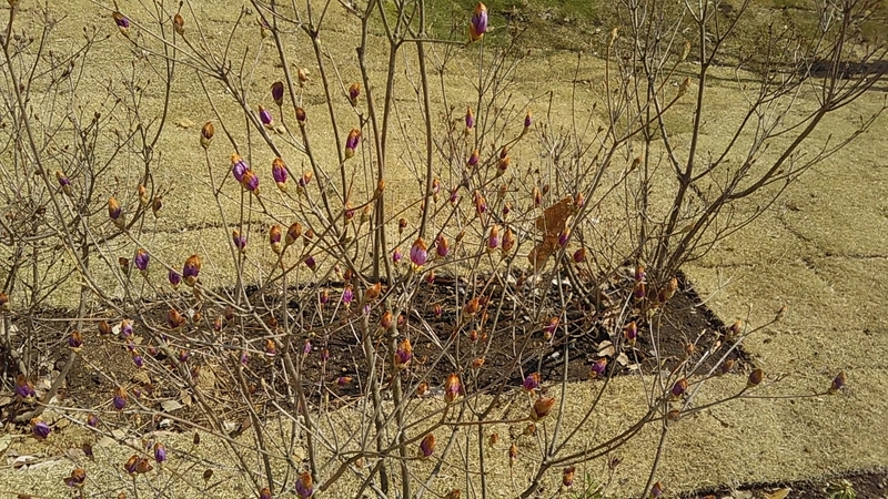 f:id:stantsiya_iriya:20200319202540j:plain