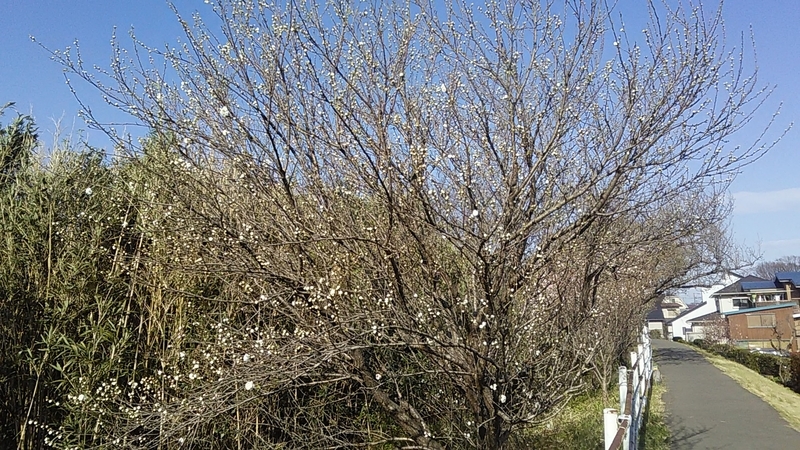 f:id:stantsiya_iriya:20200319202830j:plain