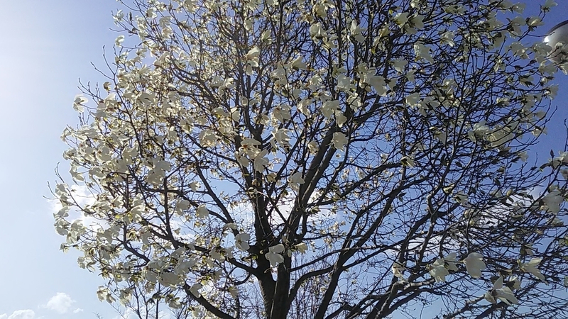 f:id:stantsiya_iriya:20200319202845j:plain