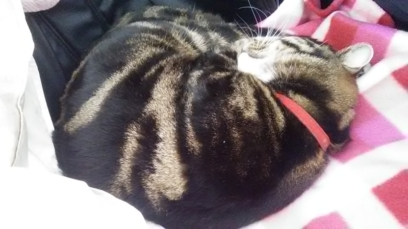 f:id:stantsiya_iriya:20200322183803j:plain