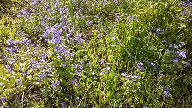 f:id:stantsiya_iriya:20200322183826j:plain