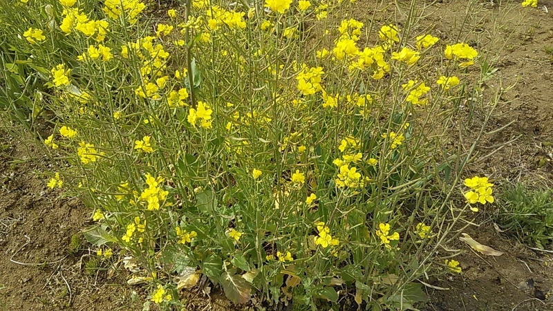 f:id:stantsiya_iriya:20200322183841j:plain