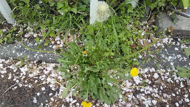 f:id:stantsiya_iriya:20200403150305j:plain