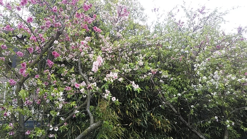 f:id:stantsiya_iriya:20200413193728j:plain f:id:stantsiya_iriya:20200413193728j:plain