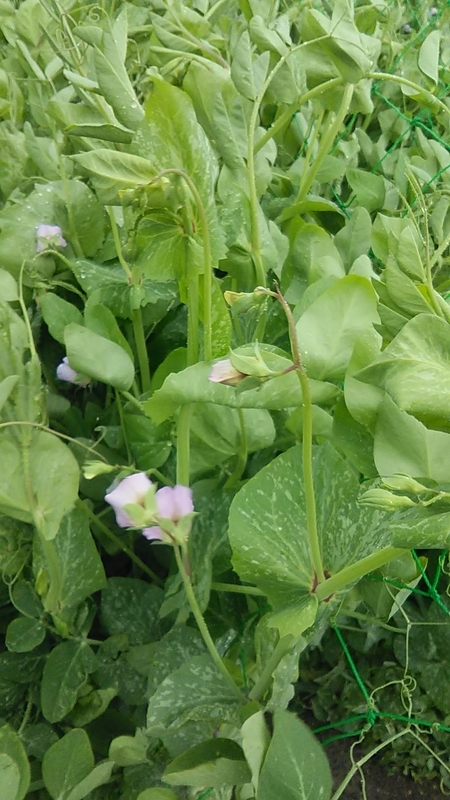 f:id:stantsiya_iriya:20200413194228j:plain