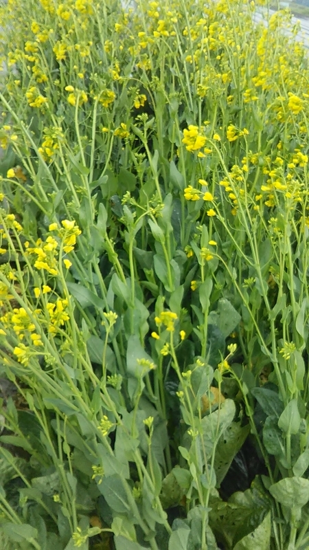 f:id:stantsiya_iriya:20200413194236j:plain