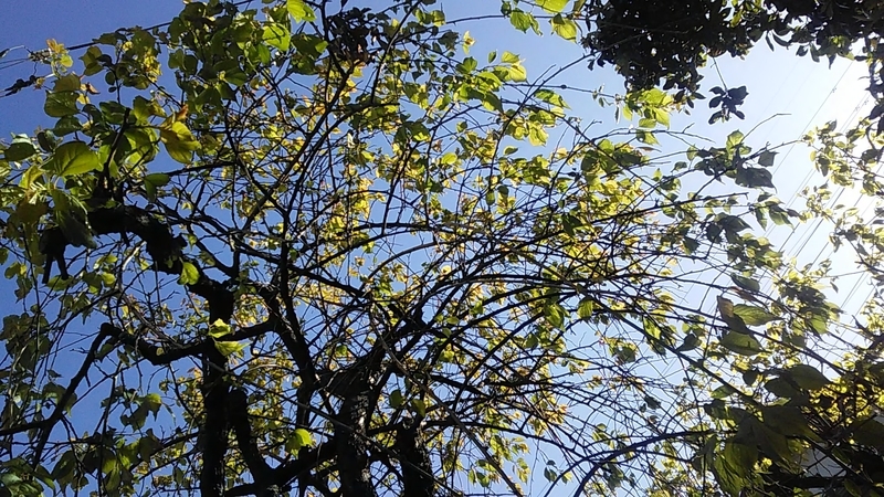 f:id:stantsiya_iriya:20200414185825j:plain f:id:stantsiya_iriya:20200414185825j:plain