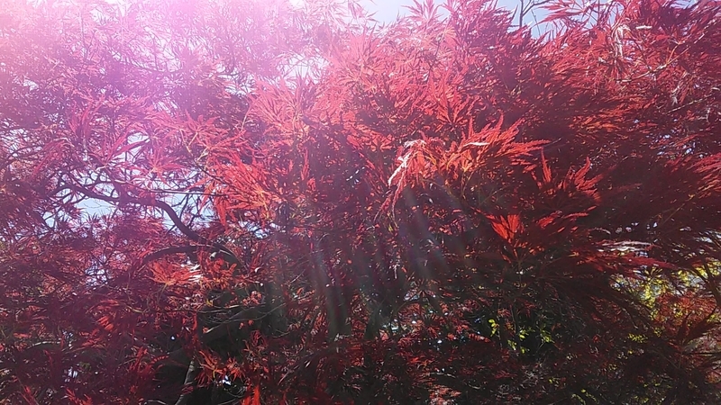f:id:stantsiya_iriya:20200414185916j:plain f:id:stantsiya_iriya:20200414185916j:plain