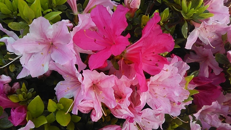 f:id:stantsiya_iriya:20200414190116j:plain f:id:stantsiya_iriya:20200414190116j:plain