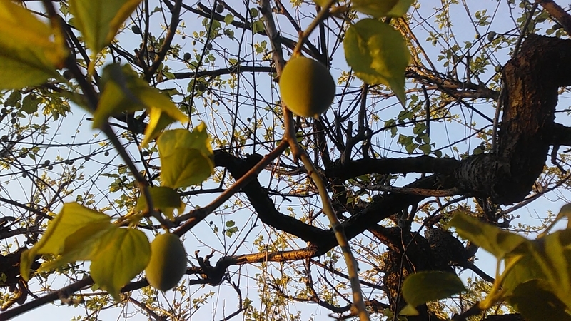 f:id:stantsiya_iriya:20200414190124j:plain f:id:stantsiya_iriya:20200414190124j:plain