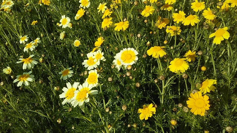 f:id:stantsiya_iriya:20200426174538j:plain