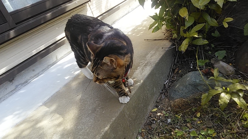 f:id:stantsiya_iriya:20200426174636j:plain